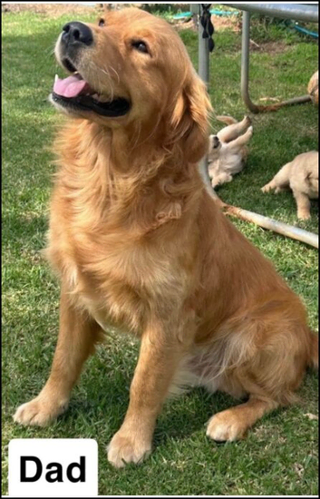 Golden Retriever Puppies &ndash; 3 Boys & 3 Girls Available
