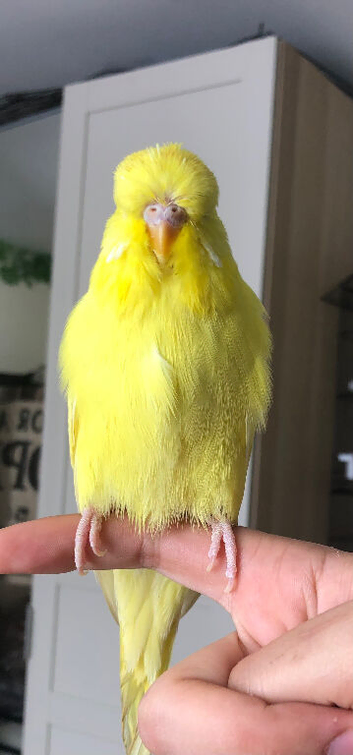 Tame baby female Exhibition budgie