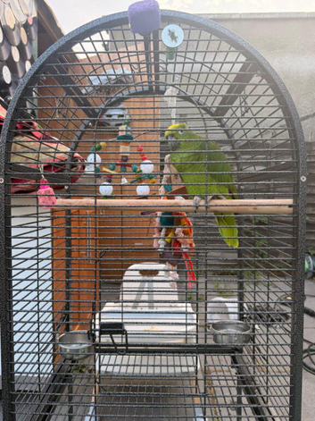 Amazon parrot