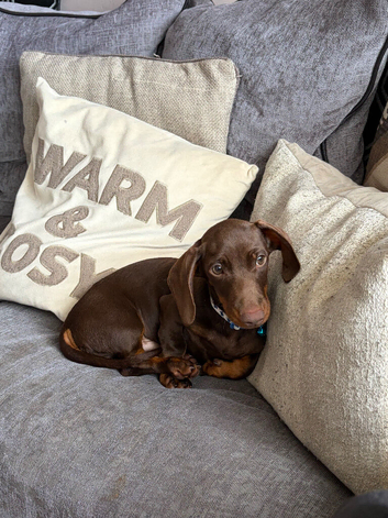 Miniature Dachshund