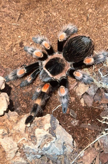 Stunning juvenile B.hamori (Mexican red knee)