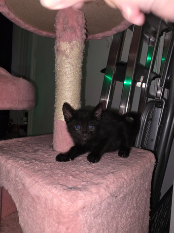 Female kitten looking for a good home