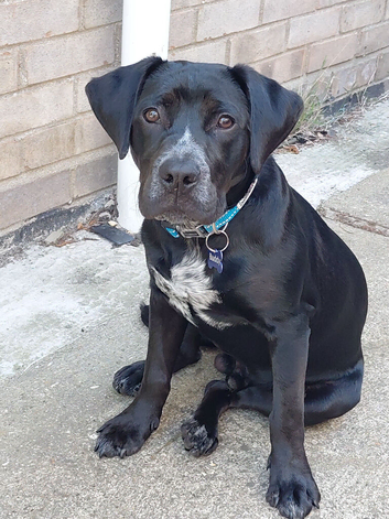 Labrador Cross