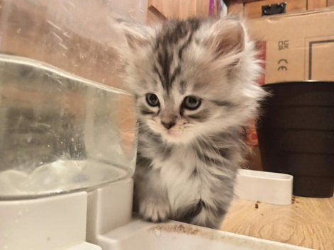 Gorgeous Maine Coon x Persian Kittens - &pound;450 Each!