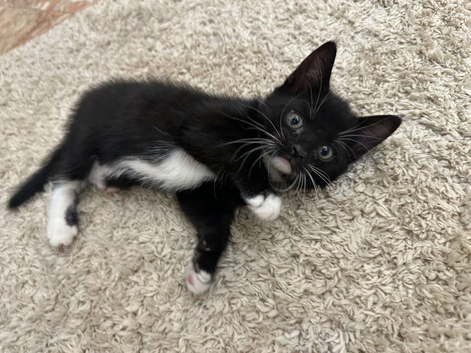 Black and white kitten