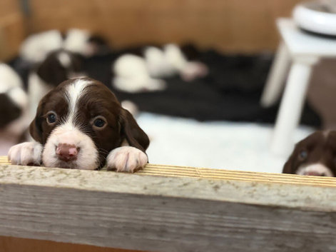 Female English Springer Spaniel Puppy