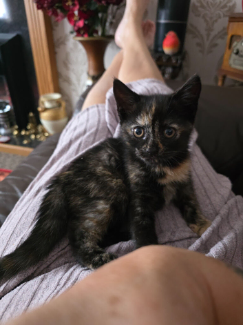 Tortachelle kitten