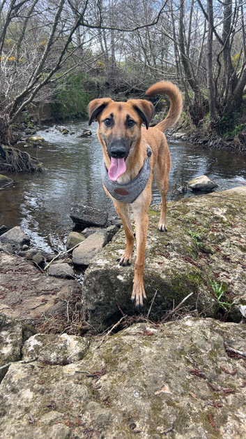 German shepherd x whippet
