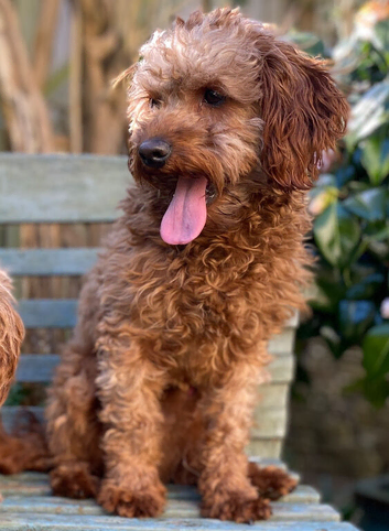 Cavapoo Stud Dog. Devon 5* Council Reg&rsquo;d