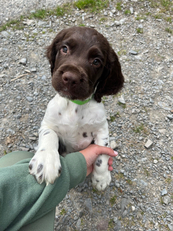 Ready Now!!! springer spaniel Boys
