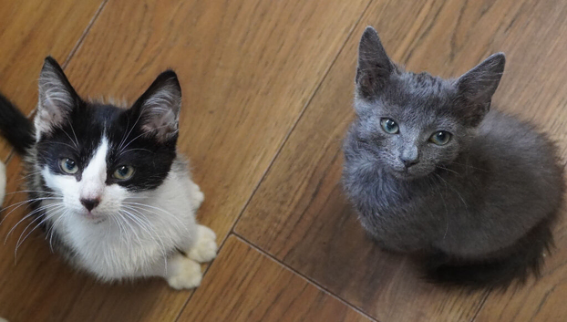 Last 2 Kittens Left ( Grey &pound;60 Black&White &pound;30) nr Canterbury/Dover PLEASE READ FULL AD