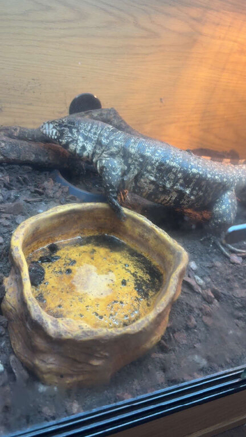 Argentine tegu