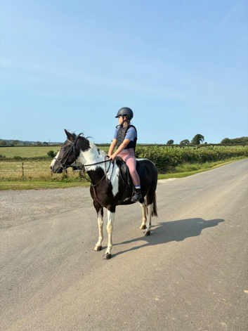 14hh approx 6 yr old ridden gelding
