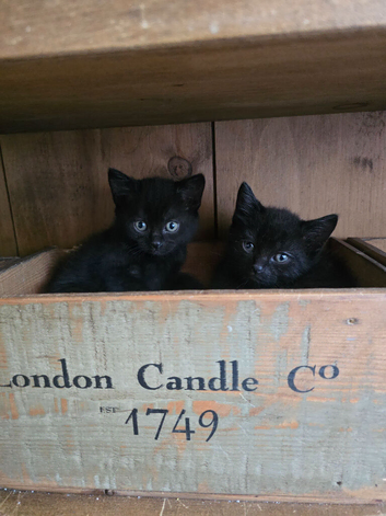 Adorable kittens for sale