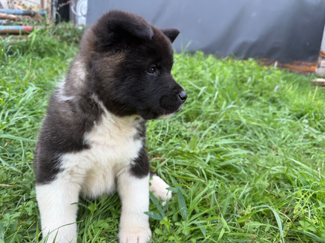 American Akita