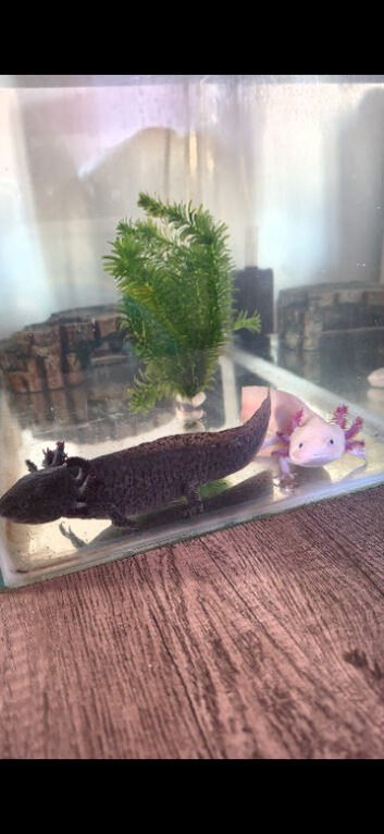 Axolotl male and female