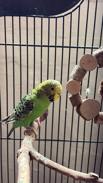 Pair of budgies