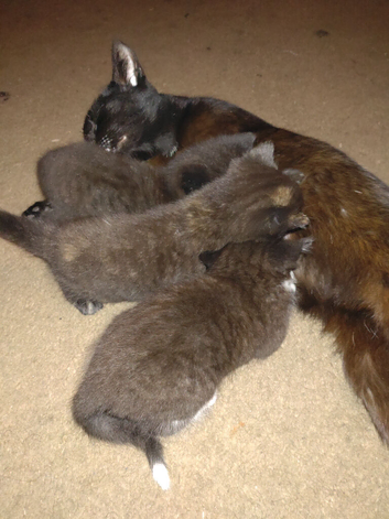 3 little kittens