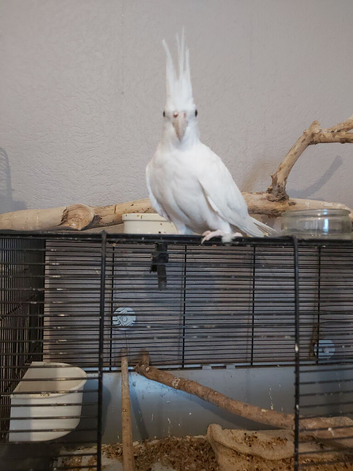 Female albino
