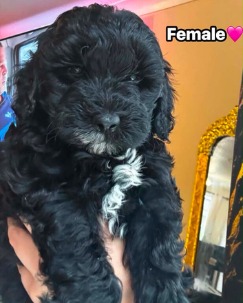 Stunning f1b cockapoo Angel ready to leave