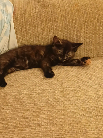 Rosie female kitten
