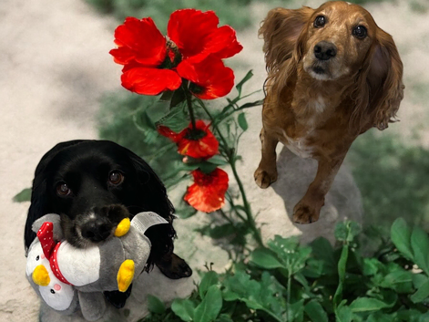 Short Bark and Sides dog groomers