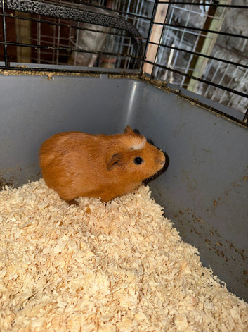 Boar guinea pigs x