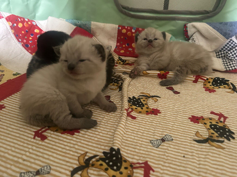 Kittens