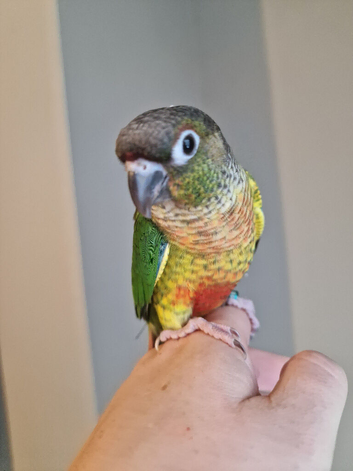 Adorable fully hand reared baby conures