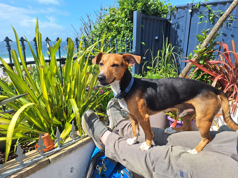 HANDSOME  JACK RUSSELL  STUD