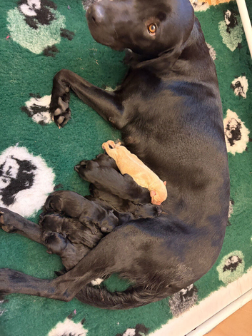 Labrador retriever puppies