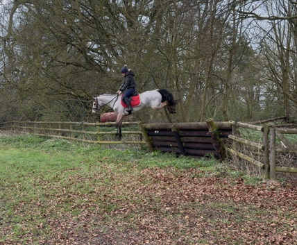 14.1h super 4 year old dun Connemara mare alrounder