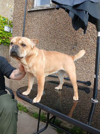 Bambi frenchie pei