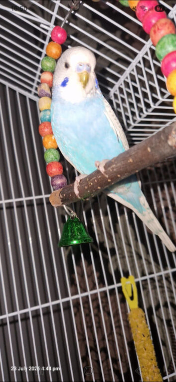 8 week old budgie