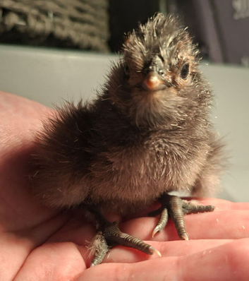 4 chicks hatched 2/6 and 3/6