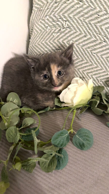 Turkish Angora mixed breed