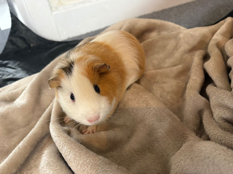 2 Female Guinea Pigs