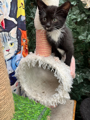 RAGDOLL MIX BOY READY NOW