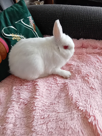 Rescued from a horrible life