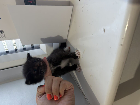 2 black and white kittens
