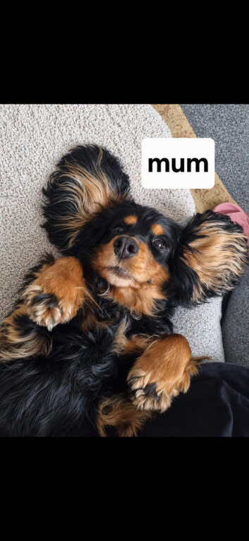 7 BEAUTIFUL BOY PUPPIES