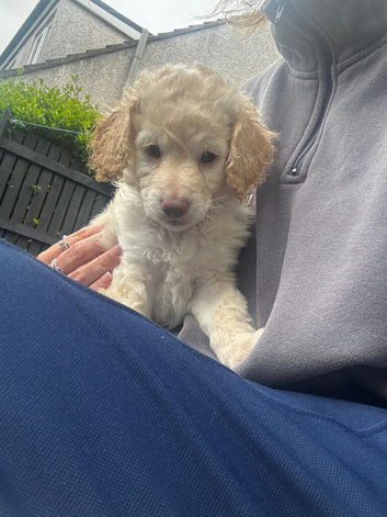 Golden doodle puppy&rsquo;s for sale