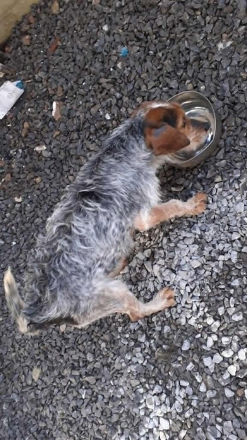 Female dog age 3