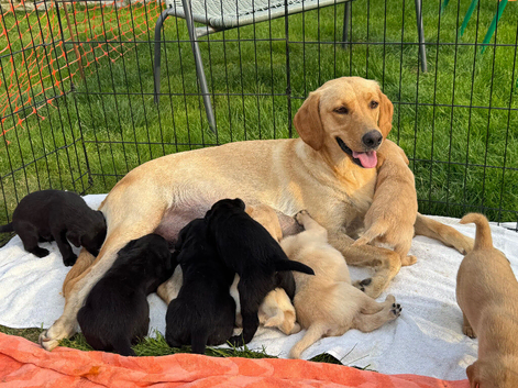 Labrador puppies