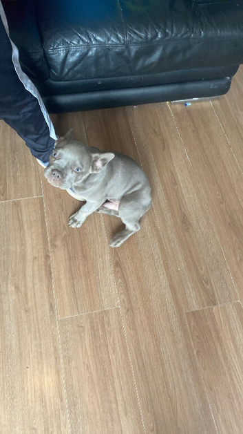 Blue Male French Bulldog