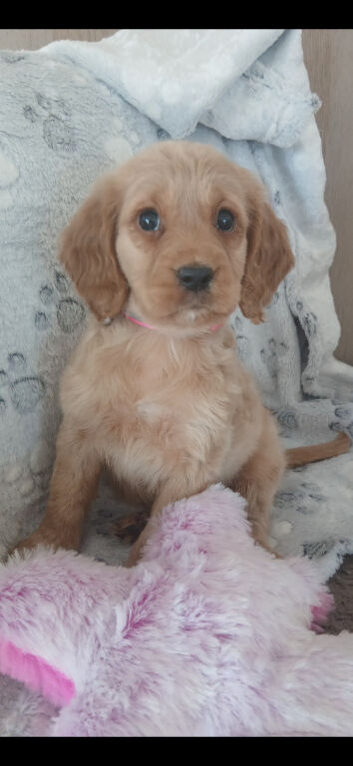 Working cocker spaniel