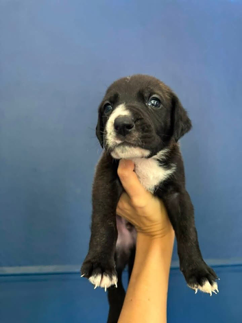 American bullstaff x great dane