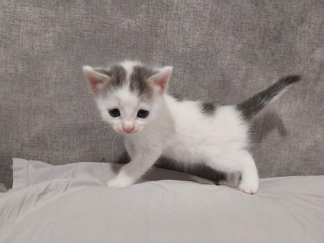 1 boy & 1 Girl left! Stunning kittens available at 8 weeks old.