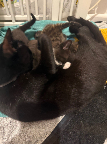 Kittens