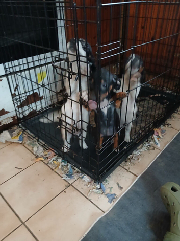 Mix jack russle and pom pom plus dashound aswell